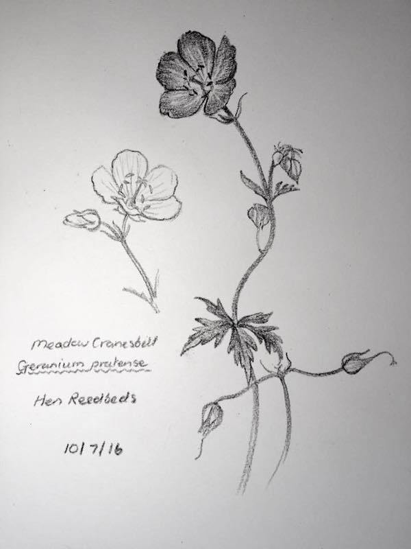 600x800 Sketch Of Meadow Cranesbill - Meadow Sketch