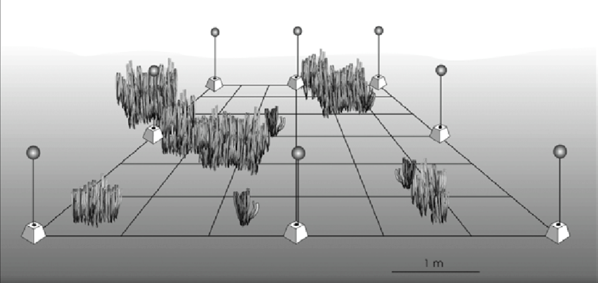 850x402 Sketch Of A Permanent Quadrat Set Up In A Degradated P. Oceanica - Meadow Sketch
