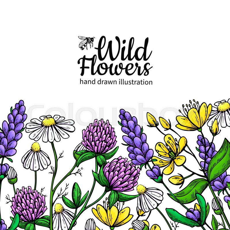 800x800 Wild Flowers Vector Drawing Set. Isolated Meadow Plants And Leaves - Meadow Sketch