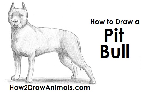 500x315 How To Draw A Dog (Pit Bull) - Mean Dog Sketch