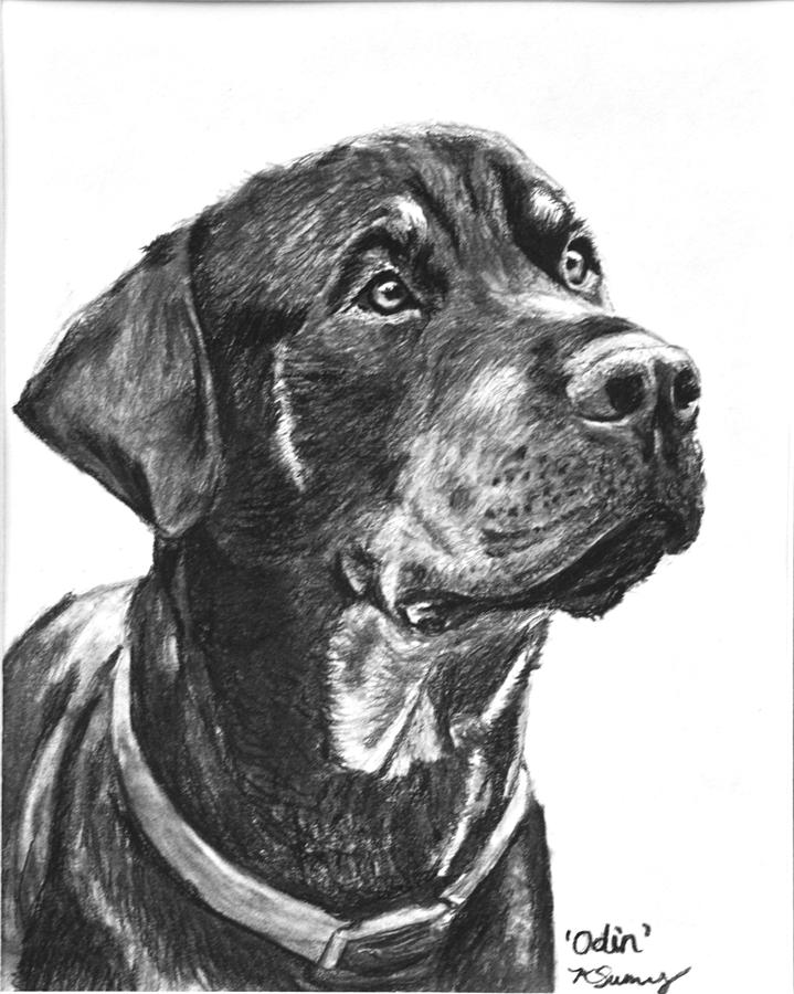 719x900 Noble Rottweiler Sketch Drawing By Kate Sumners - Mean Dog Sketch