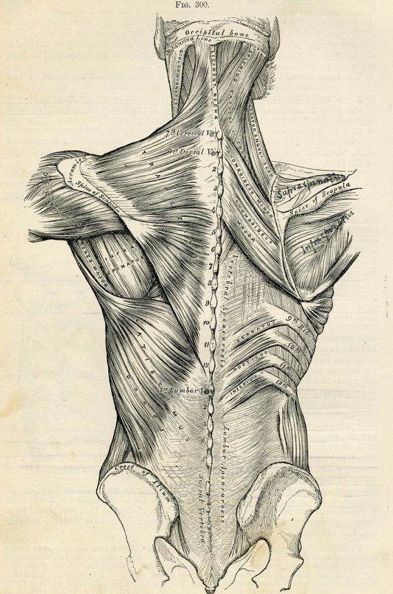 570x862 Human Back - Medical Body Sketch