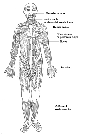285x444 Human Body Diagram - Medical Body Sketch