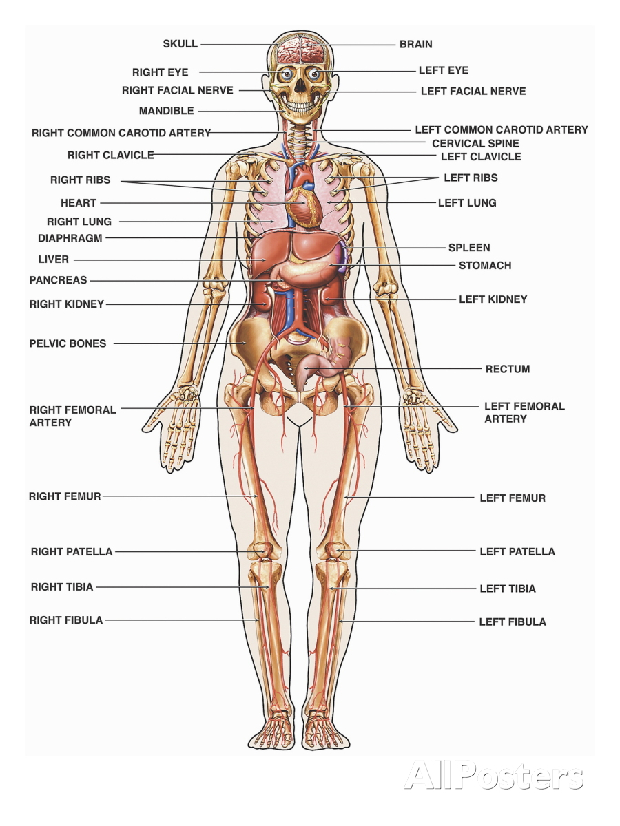 900x1200 Medical Diagram Human Body Female - Medical Body Sketch