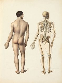 236x316 43 Best Medical Drawings Images Medical Drawings - Medical Body Sketch