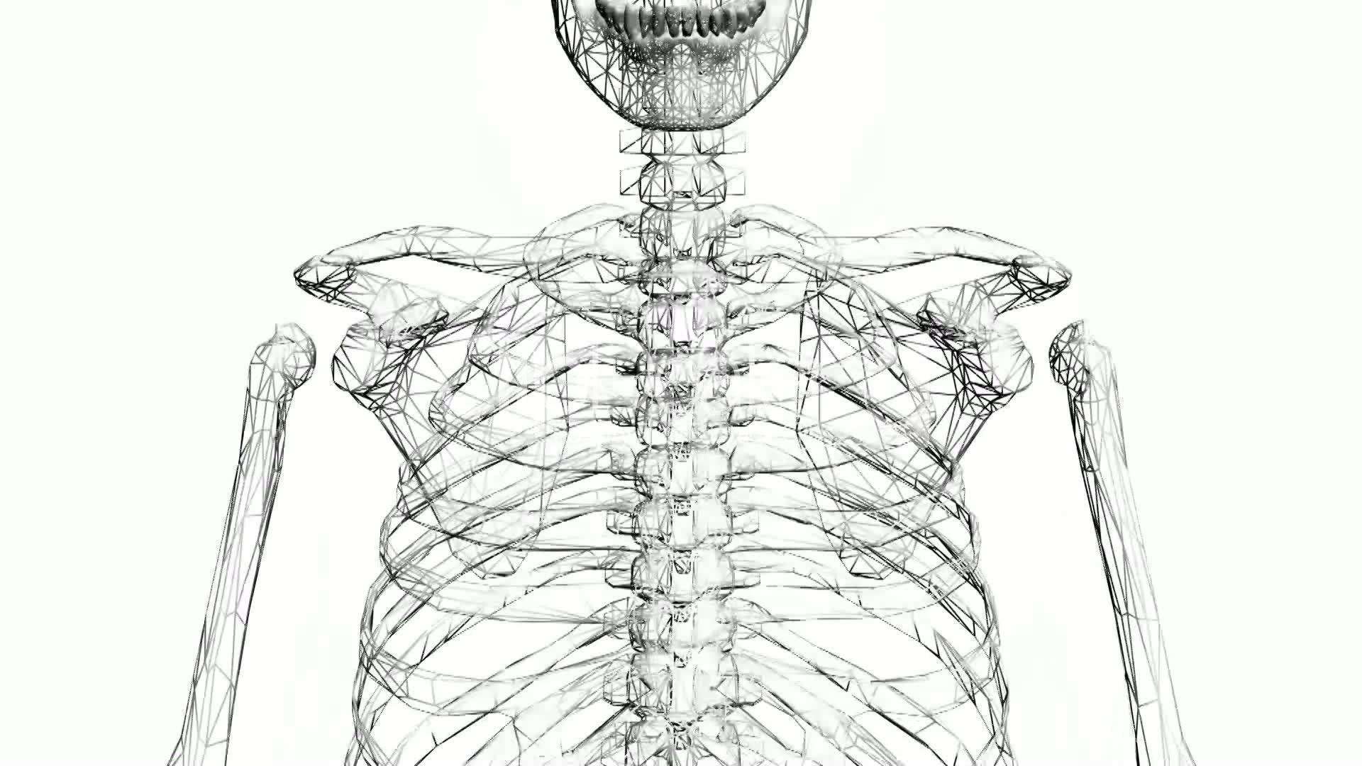 1920x1080 Moving Of 3d Skeleton.skull,anatomy,human,medical,body,biology - Medical Body Sketch