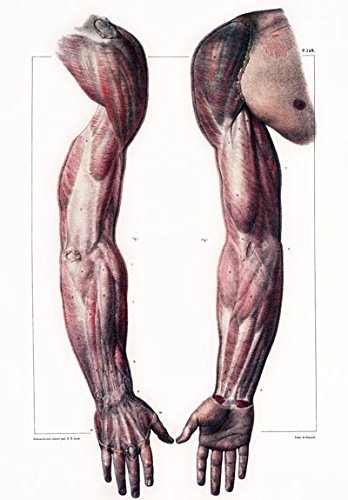 348x500 Ml28 Vintage Medical Anatomy Illustration Human Body - Medical Body Sketch