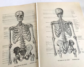 340x270 Vintage Medical Art Print Bookplate Human Body Anatomy Book - Medical Body Sketch