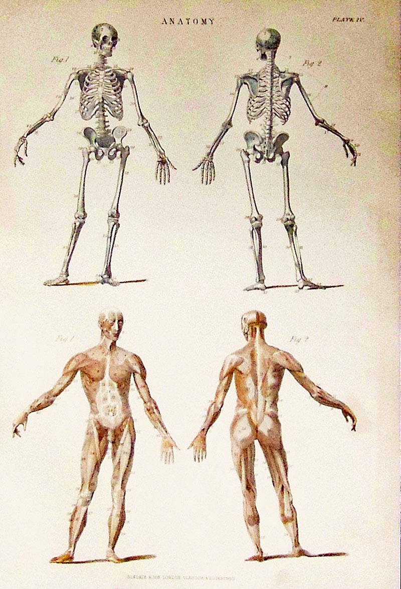800x1175 Drawn Anatomy Medical - Medical Body Sketch