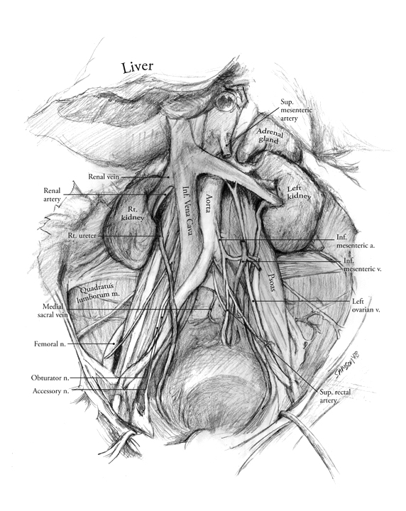 572x720 Me120.719 Illustrating Anatomy Art As Applied To Medicine - Medical Sketches