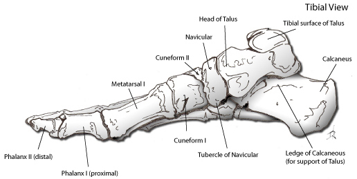 516x259 Medical Sketches By Ben Nowland - Medical Sketches