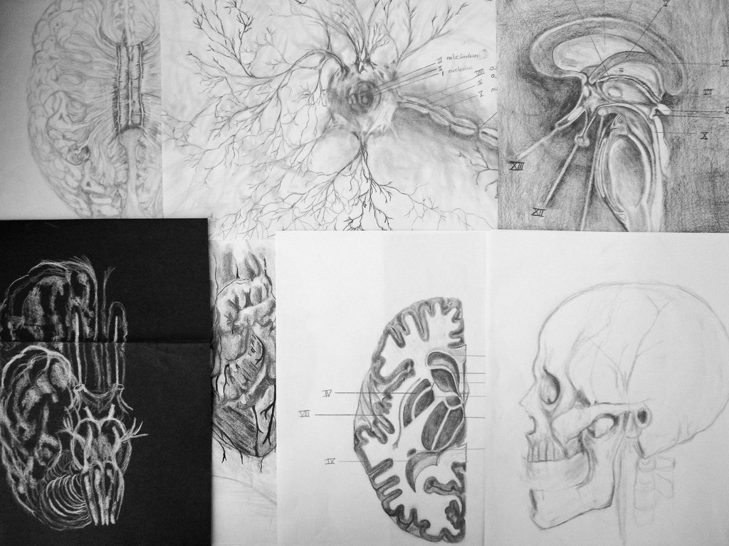 1024x768 Medical School Sketches By Mercedesbouter - Medical Sketches