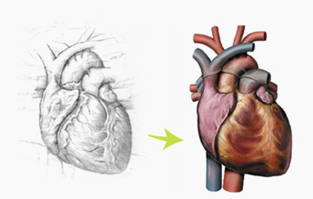 344x219 Qa International Health And Medical Reference - Medical Sketches