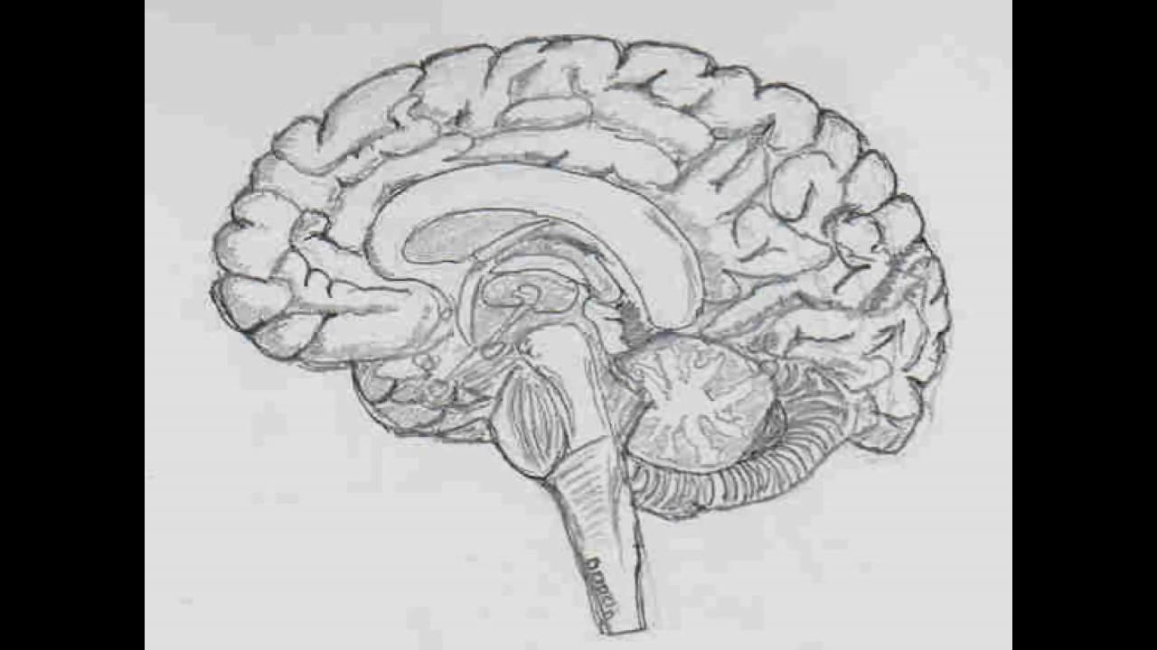1280x720 Wbw 72 Some Of My Medical Sketches - Medical Sketches