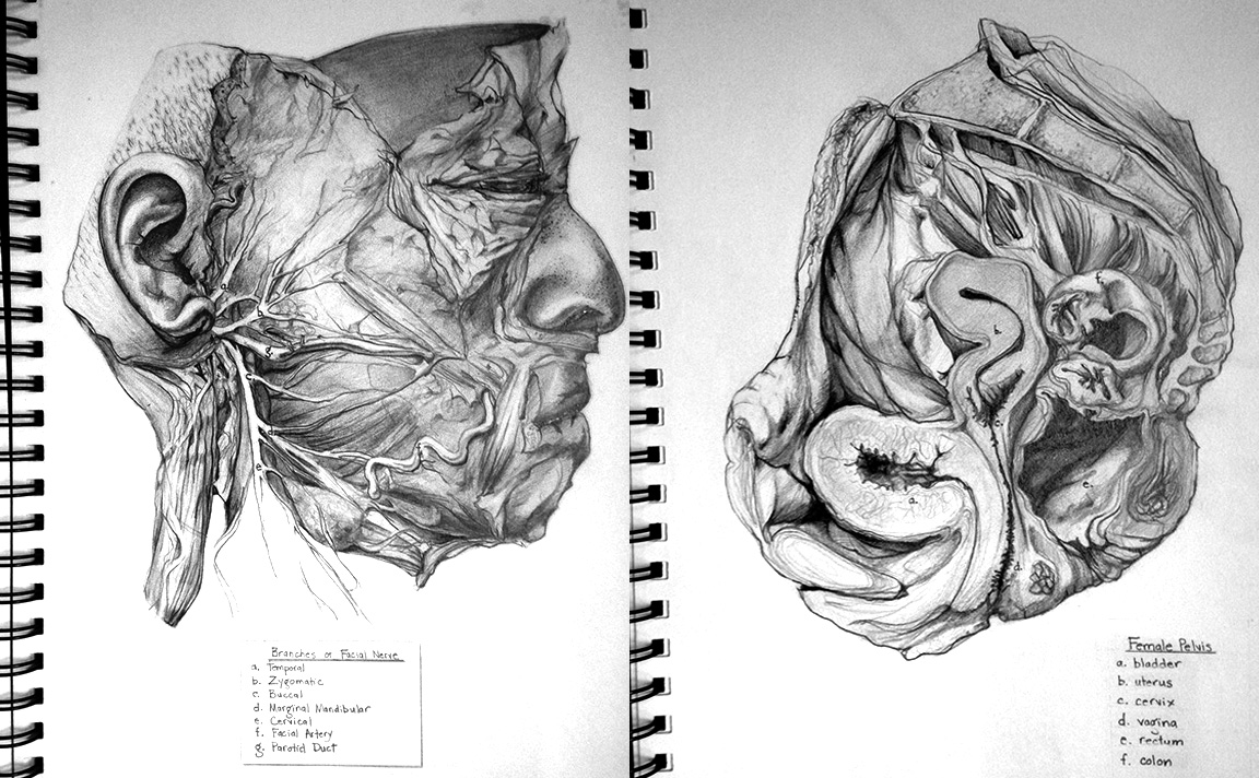 1152x712 Cincinnati Illustrators Blog Studio Space Evelyn Pence - Medical Sketches