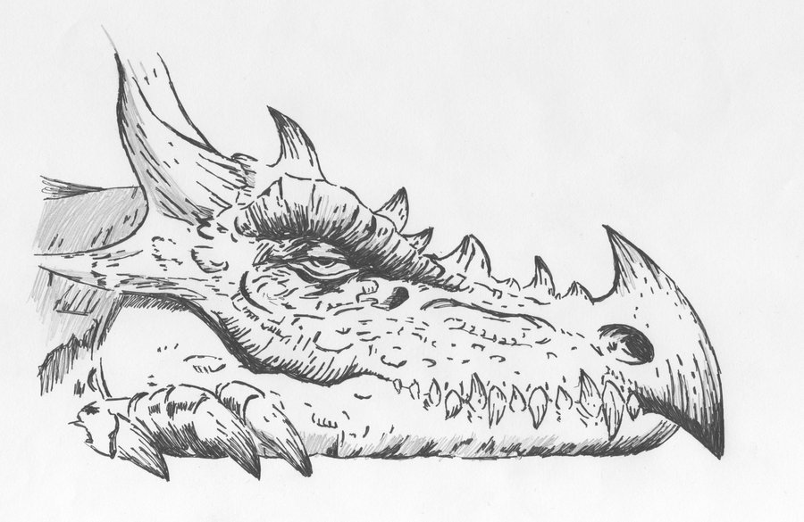 900x585 Dragon Head Sketch By Aleandrus - Medieval Dragon Sketch