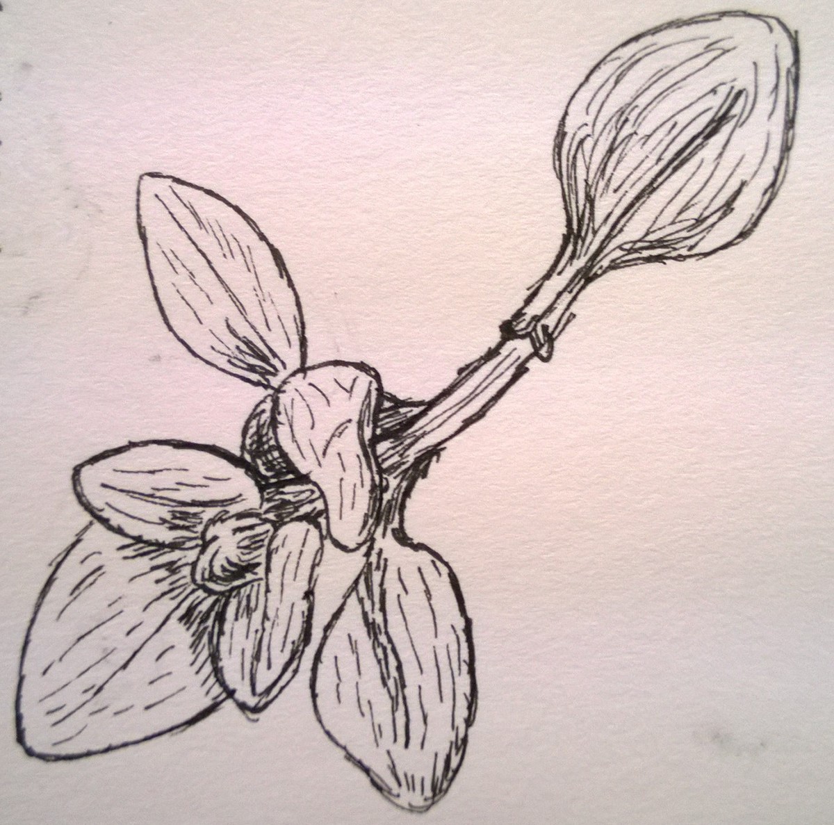 1200x1187 Medieval Botany Plant Sketches On Behance - Medieval Sketches