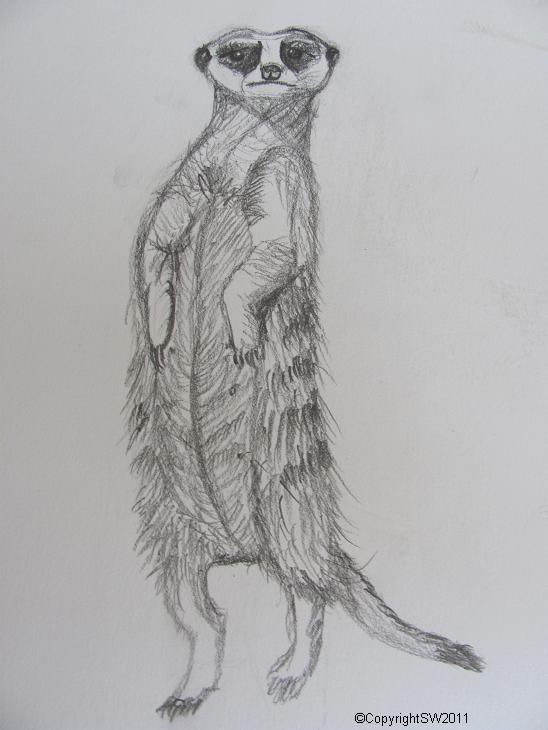 Meerkat Sketch