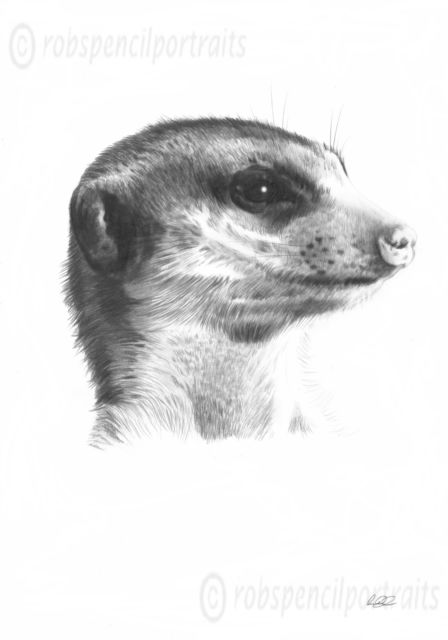 448x640 Meerkat 4 Limited Edition Pencil Drawing Wall Art Print Picture - Meerkat Sketch