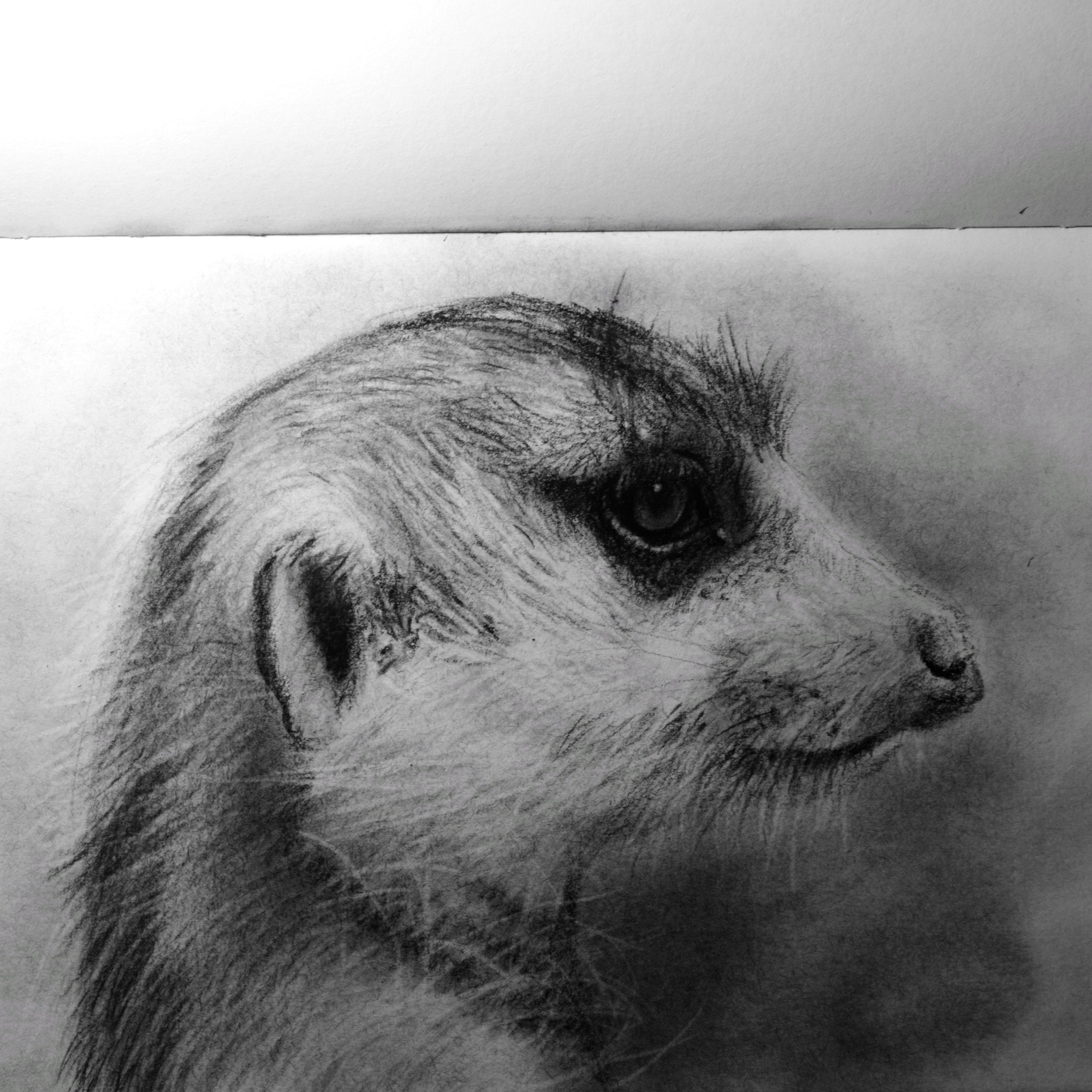 4000x3999 Meerkat Carbon Pencil Sketch - Meerkat Sketch