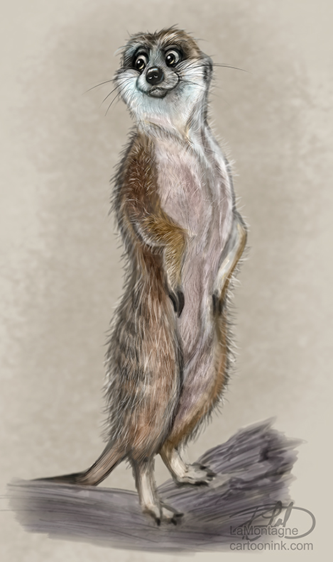 469x792 Meerkat Painting Sketch - Meerkat Sketch