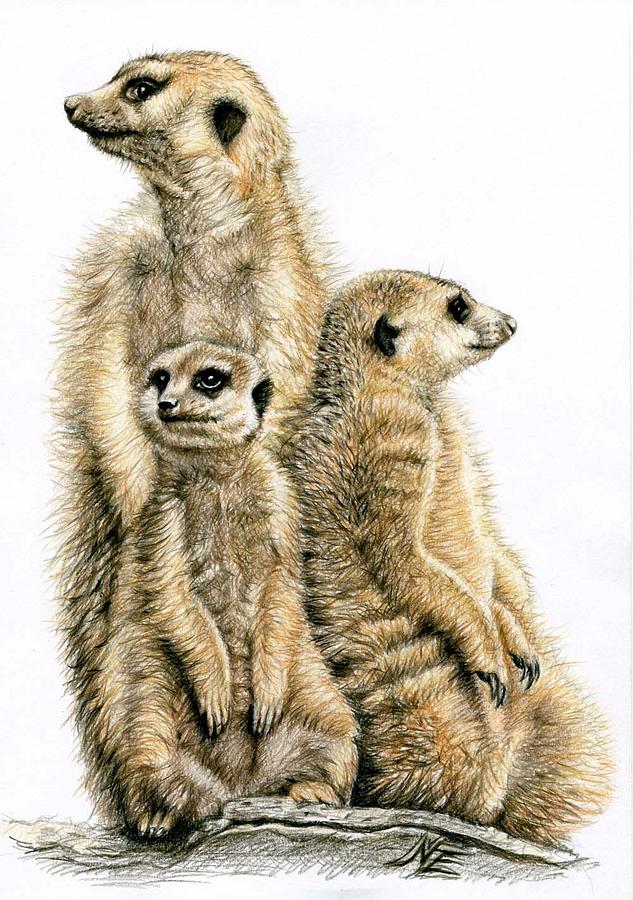 633x900 Meerkat Sketch Drawing Skill - Meerkat Sketch