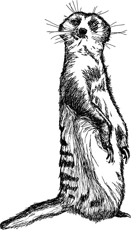 423x741 Meerkat Sketch Home Decal Vinyl Sticker 8' X 14 - Meerkat Sketch