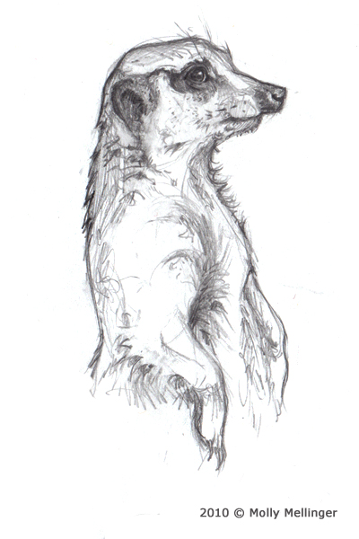 400x600 Meerkat By Jag6201 - Meerkat Sketch