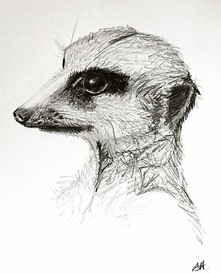 447x550 Meerkat Study Photographic Prints By Lynda Harris Redbubble - Meerkat Sketch