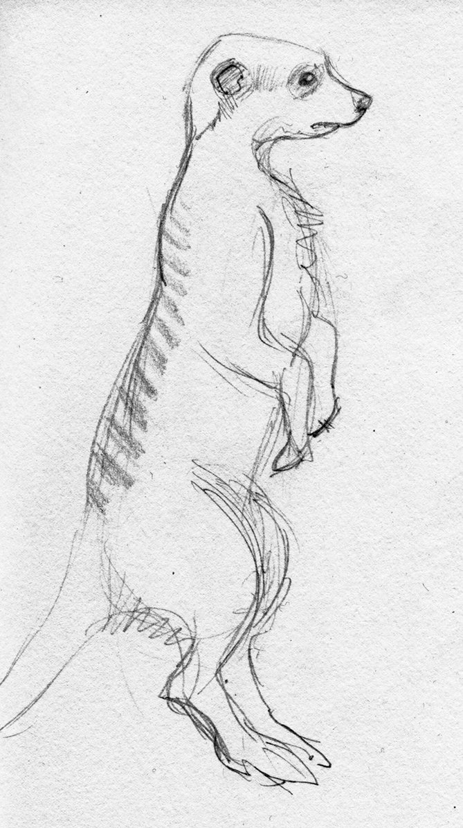 669x1195 Sketch - Meerkat Sketch
