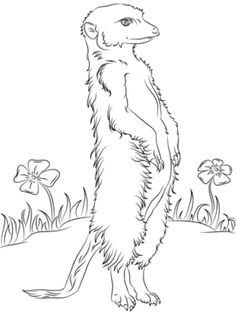 236x315 The 46 Best Meerkat Sketch Images Drawings - Meerkat Sketch