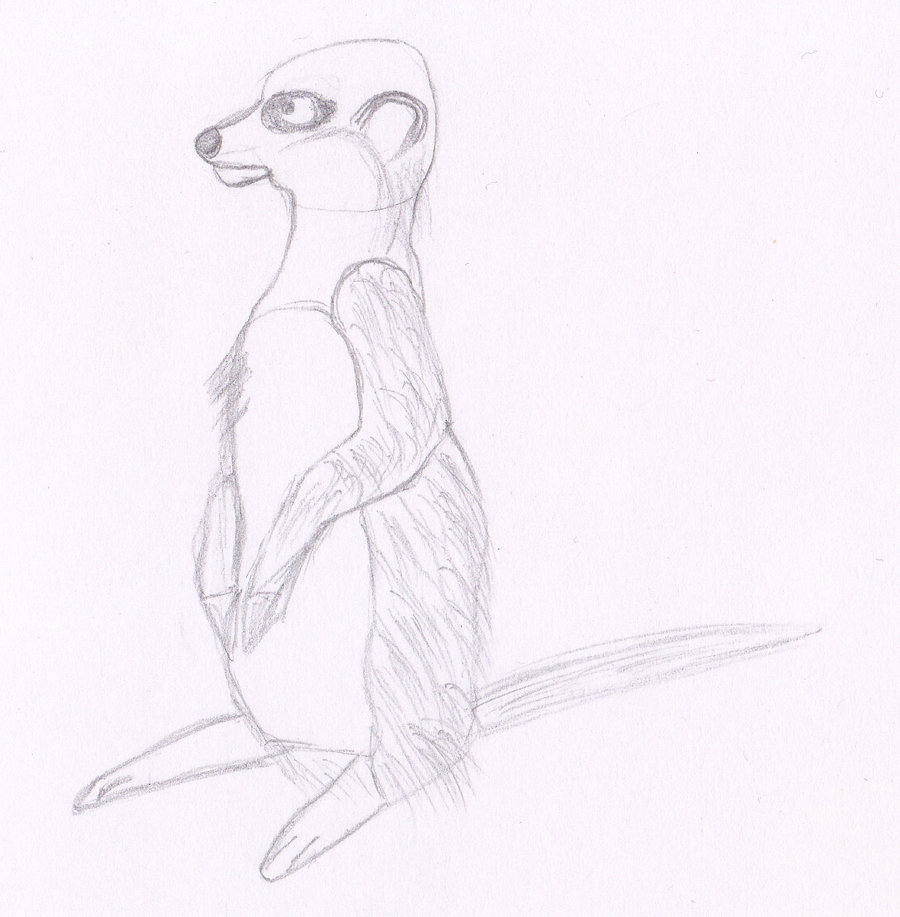 900x917 Animal Sketch - Meerkat Sketch