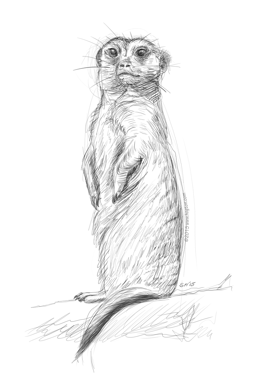894x1290 Meerkat Stuart Hogton - Meerkat Sketch