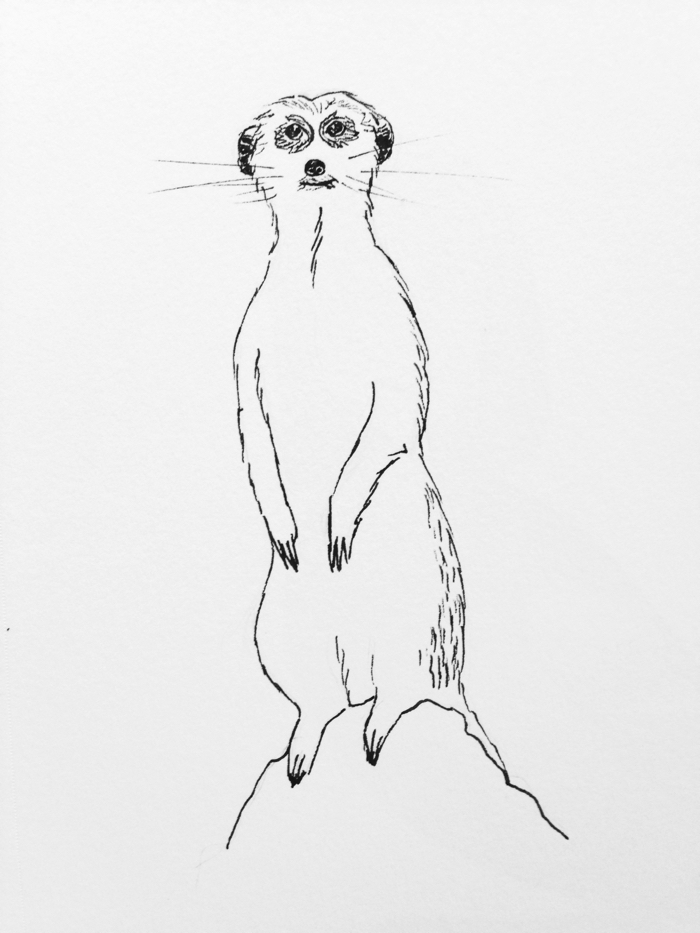 700x933 Sketch Laurel Elisabeth - Meerkat Sketch