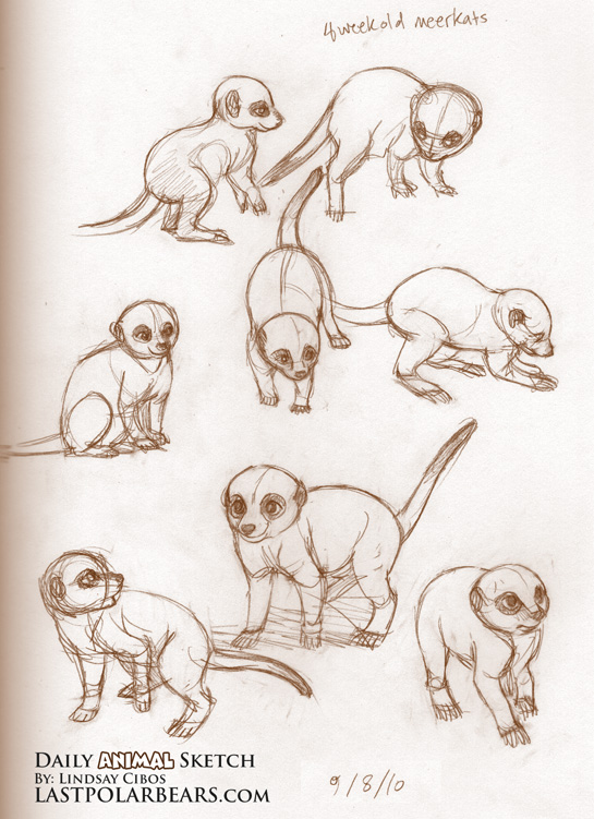 545x751 Daily Animal Sketch Meerkats Last Of The Polar Bears - Meerkat Sketch