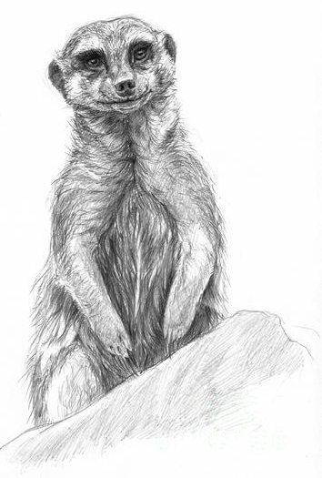 354x525 Designing Meerkat - Meerkat Sketch