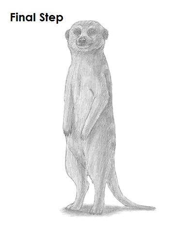 386x500 How To Draw A Meerkat - Meerkat Sketch