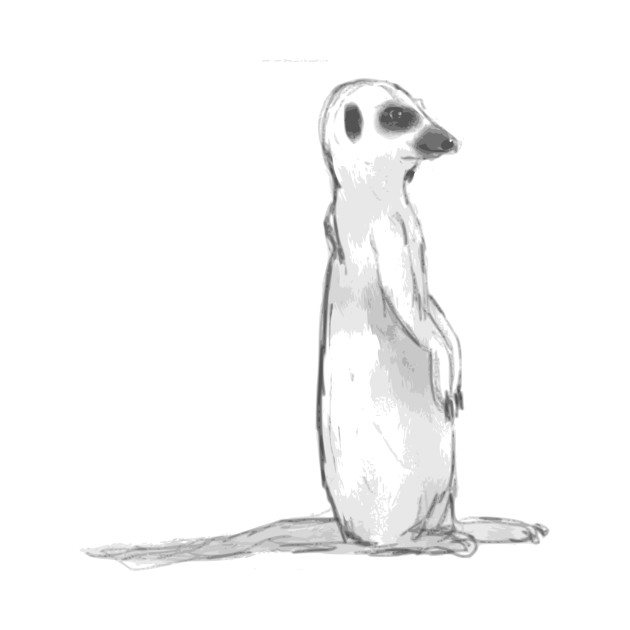 630x630 Limited Edition. Exclusive Meerkat Sketch - Meerkat Sketch