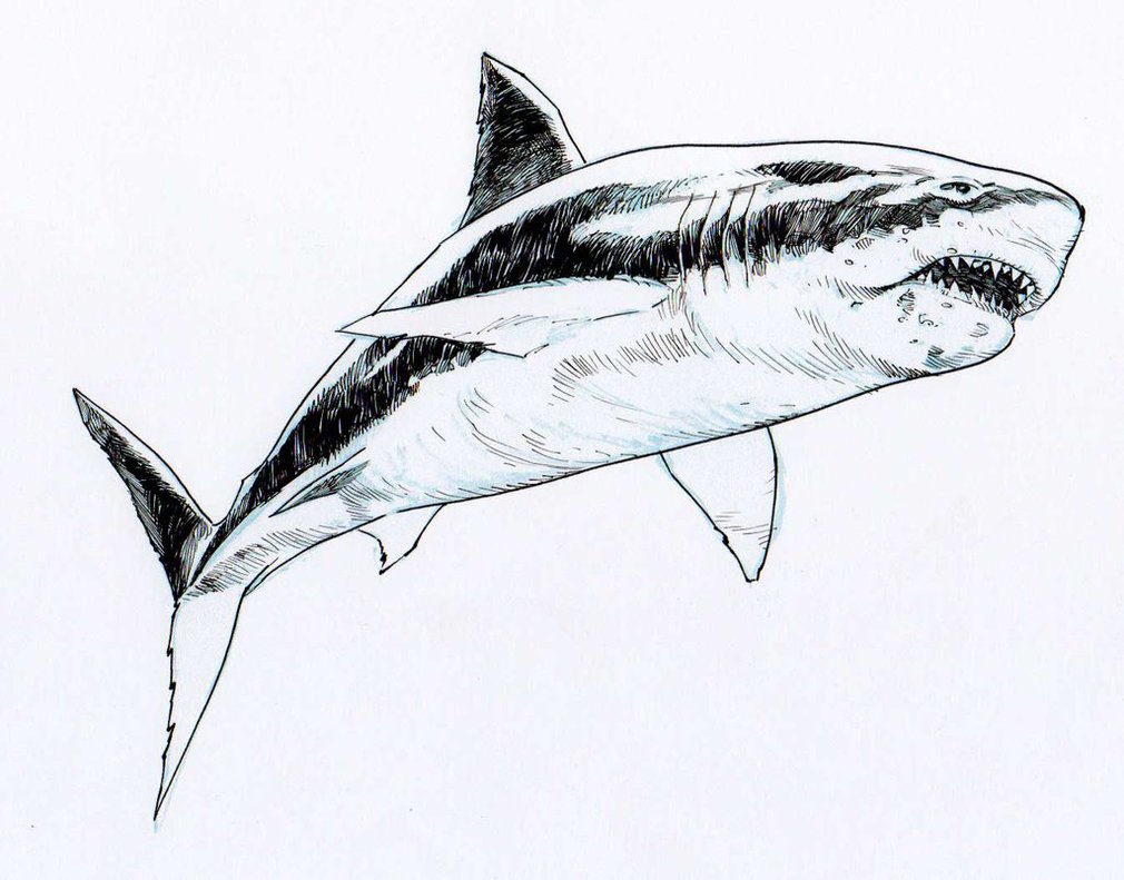 Megalodon Sketch at Explore collection of