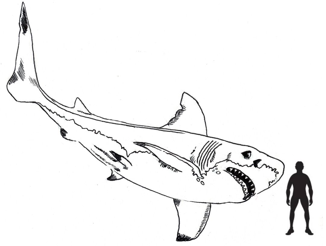 1081x817 Scale Drawing By Everything Dinosaur Of A Megalodon. Art - Megalodon Sketch