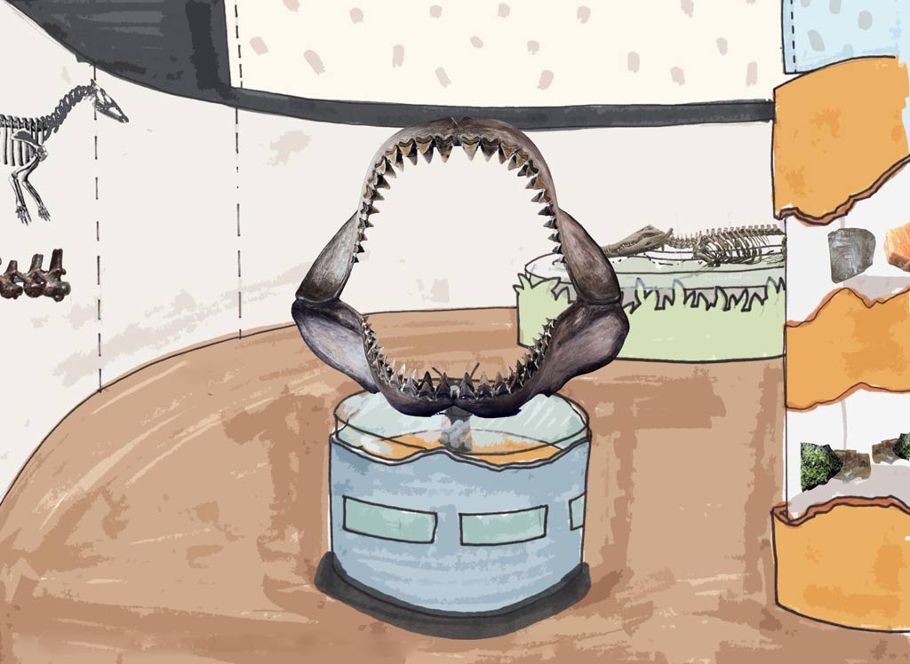 1024x748 The Charleston Museum News And Events Bringing Them Back To - Megalodon Sketch