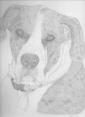 290x400 Memorial To Moe (Great Dane) - Memorial Sketches