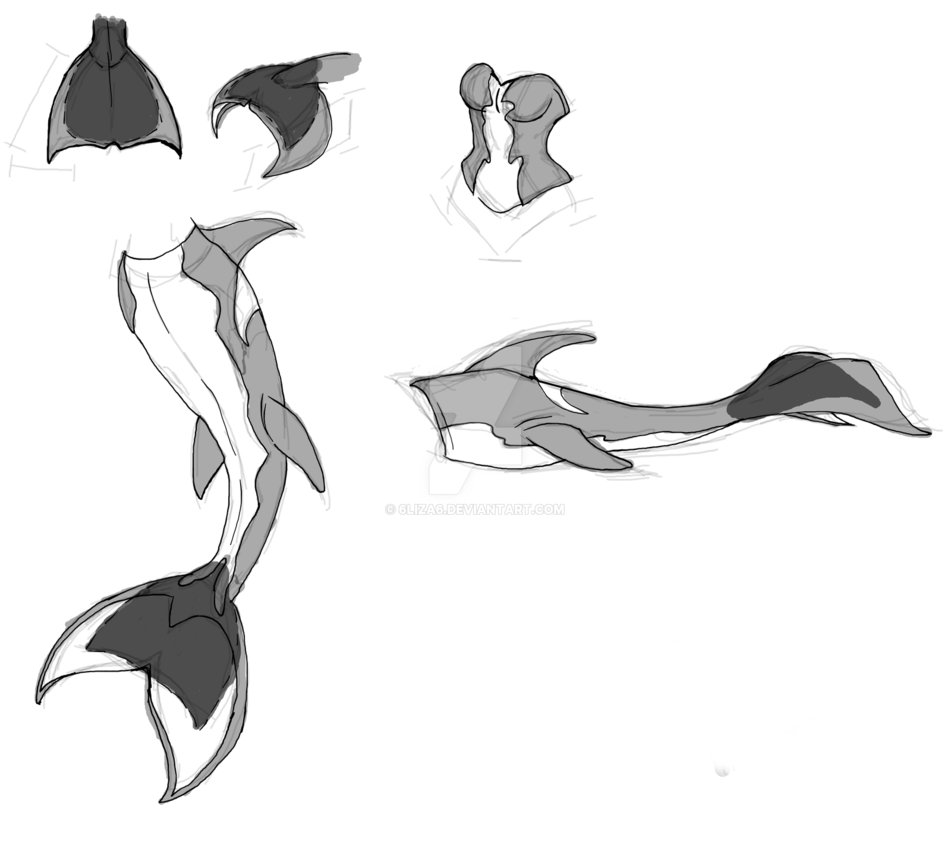 951x841 Orca Mermaid Tail Sketches By 6liza6 - Mermaid Tail Sketch