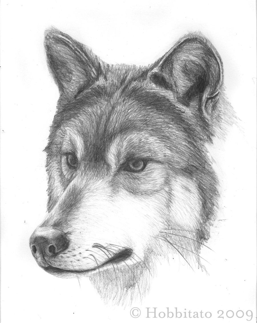 900x1129 Sketches Of Wolfs Mexican Wolf Sketchhobbitato. On - Mexican Sketches
