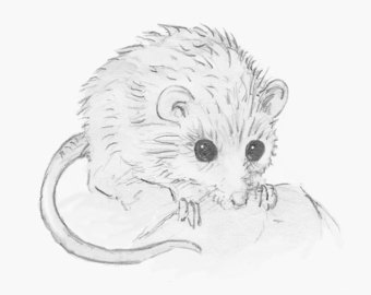 340x270 Last Night, We Killed A Mouse. Clara Ritger - Mice Sketch