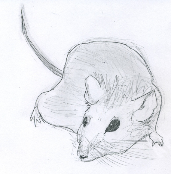 569x581 Mice Sketches Jessie Woodcock - Mice Sketch