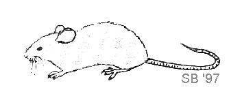 334x138 Rodentmania - Mice Sketch