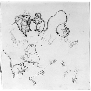 355x355 Sketches Of Mice Potter, Beatrix Vampa Search The Collections - Mice Sketch