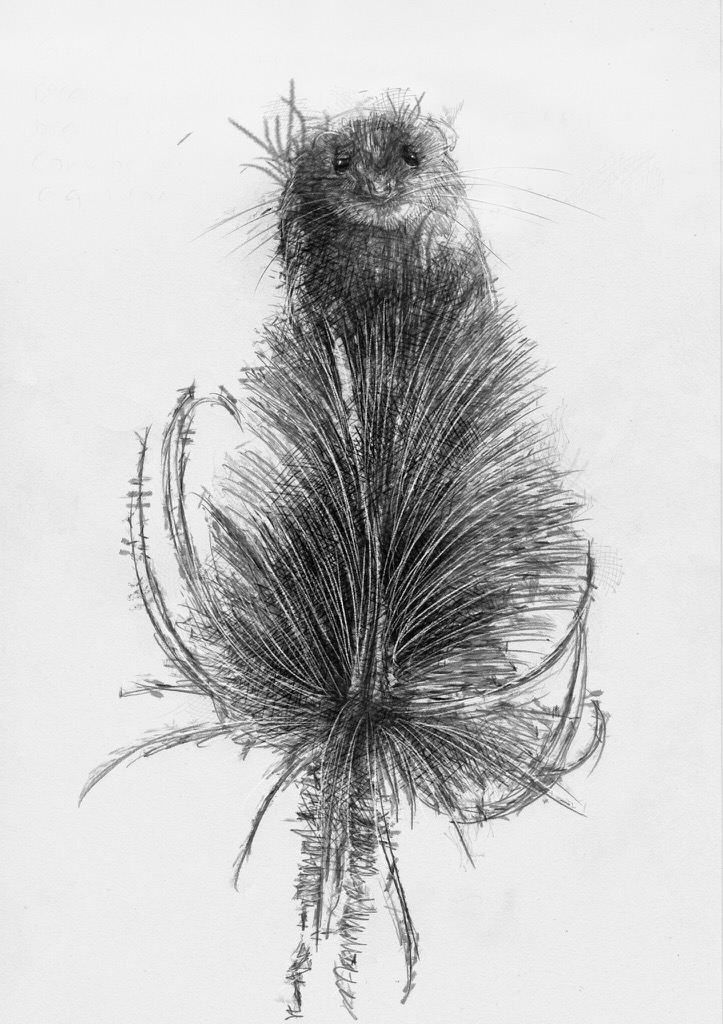 723x1024 Teasel Mouse - Mice Sketch