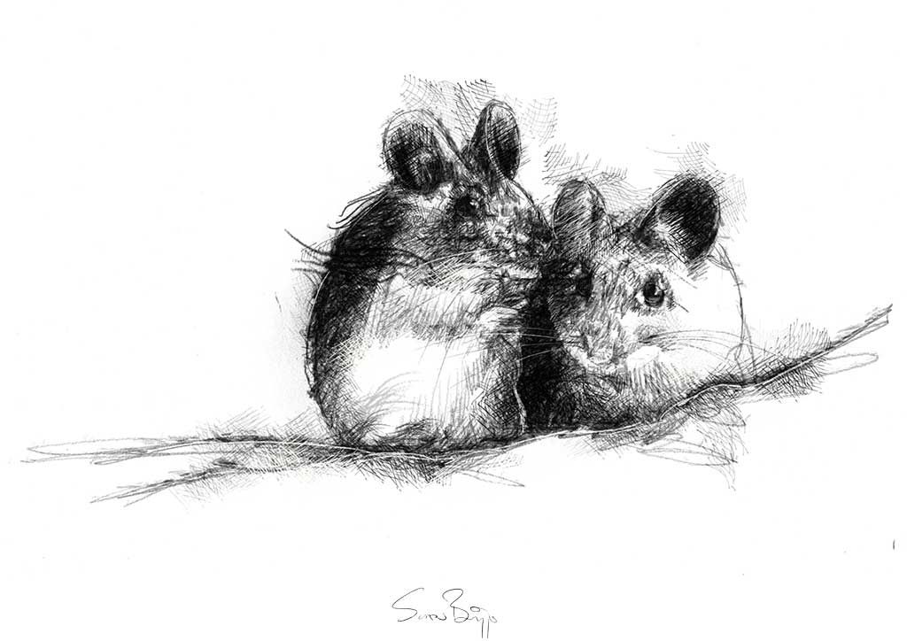 1024x724 Two Mice Mice, Sketches And Prints - Mice Sketch